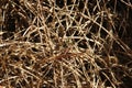 Dry branches texture